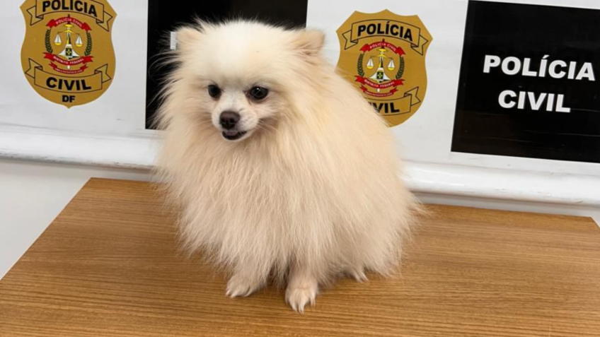 Spitz alem&atilde;o foi encontrado sem ferimentos &bull; Reprodu&ccedil;&atilde;o
