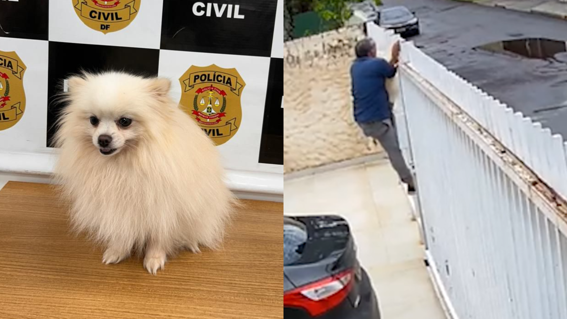 CÃOZINHO FLUFFY