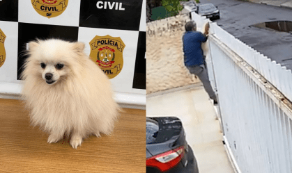 Homem é preso após furtar e vender spitz alemão no DF