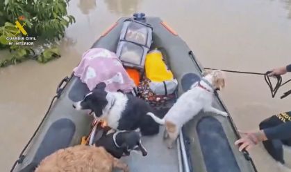 Vídeo: Cachorros são resgatados em inundações na Espanha