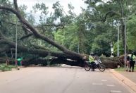 Árvore que caiu no Ibirapuera pode ter tido raízes afetadas por ciclone