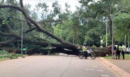 Imagem de destaque do post: Árvore que caiu no Ibirapuera pode ter tido raízes afetadas por ciclone