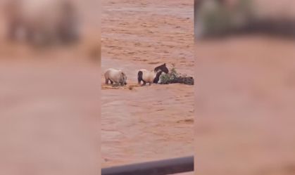 Cavalos ficam ilhados no Rio São Francisco e são resgatados por moradores