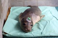 Filhote de elefante-marinho é reabilitado e solto no Paraná