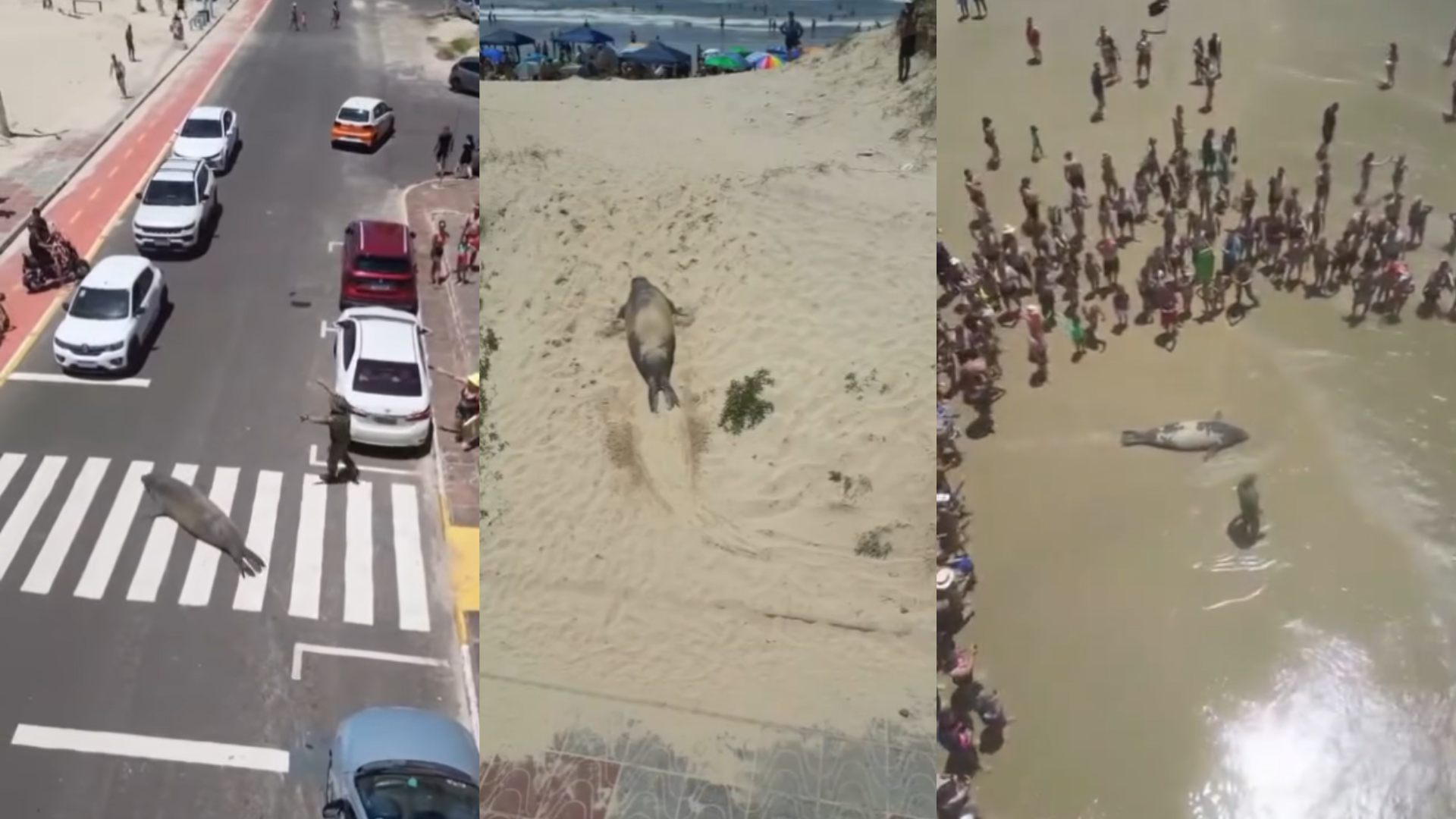 vídeo mostra o momento em que o mamífero fica ao lado de carros e chega a atravessar uma rua pela faixa de pedestres