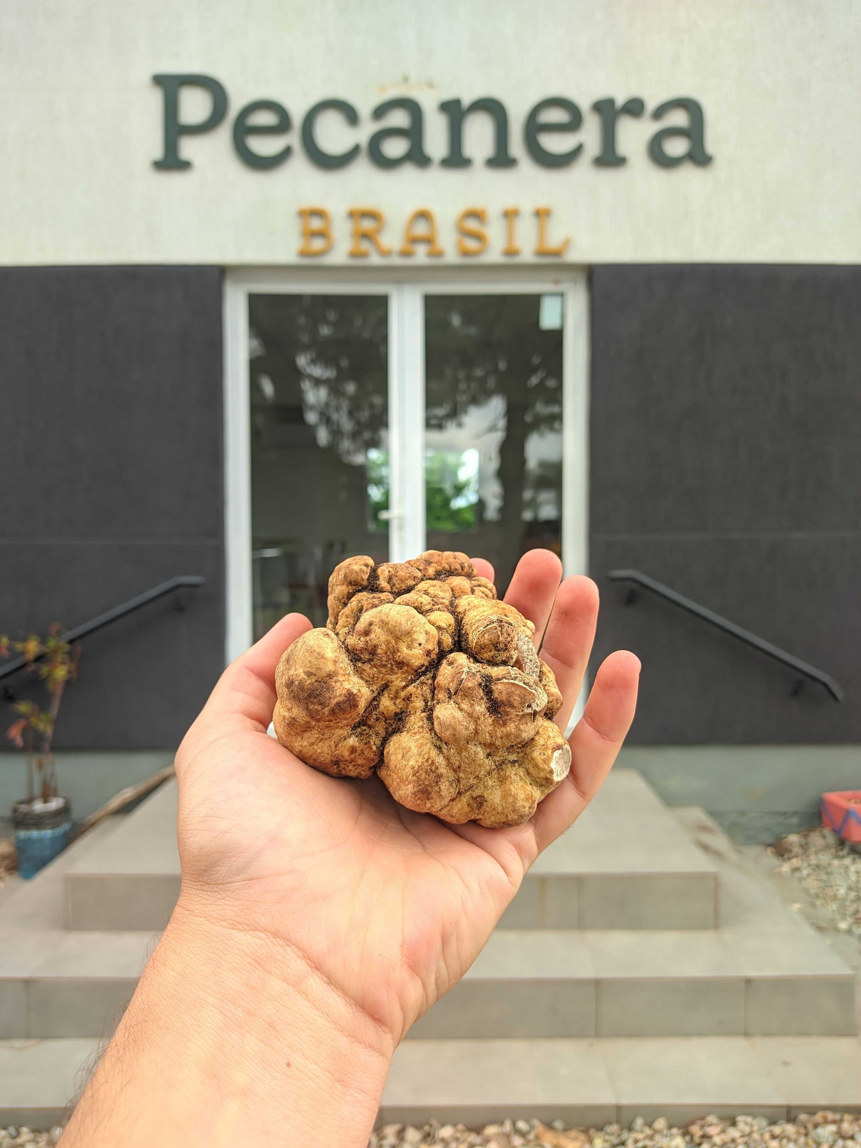 Trufa de 123 gramas em frente a sede da Fazenda Pecanera