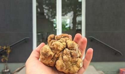 Trufa de 213 gramas é achada em fazenda do RS e vendida por R$ 10 mil o quilo