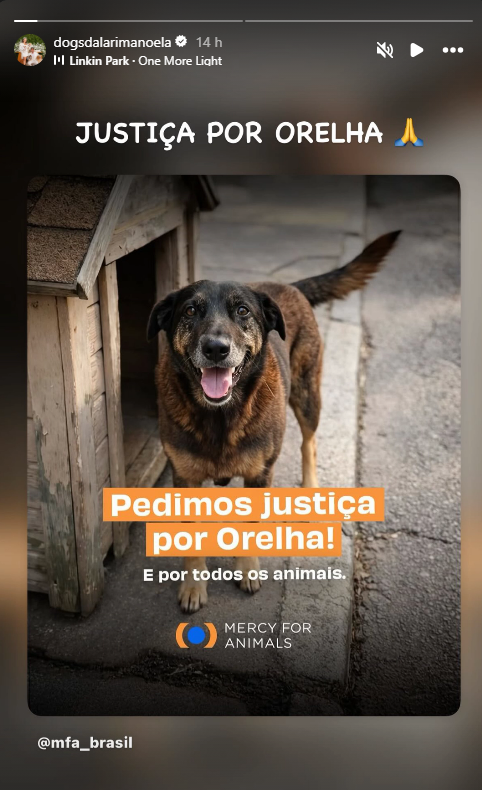 Página dedicada aos cachorros da atriz Larissa Manoela • Instagram/ Larissa Manoela