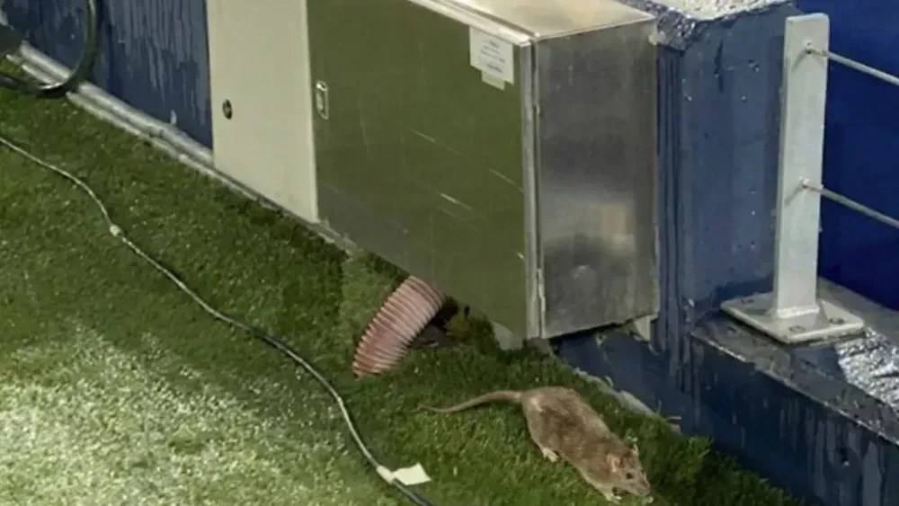 Rato no Camp Nou, estádio do Barcelona
