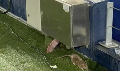 TV flagra rato à beira do gramado do Camp Nou, estádio do Barcelona