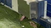 TV flagra rato à beira do gramado do Camp Nou, estádio do Barcelona