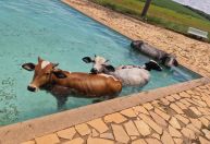 Vacas são resgatadas de piscina após "banho" para fugir do calor em MG