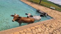 Vacas são resgatadas de piscina após 