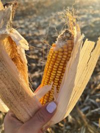 Tensão no Oriente Médio: Agronegócio e Petróleo em Alerta