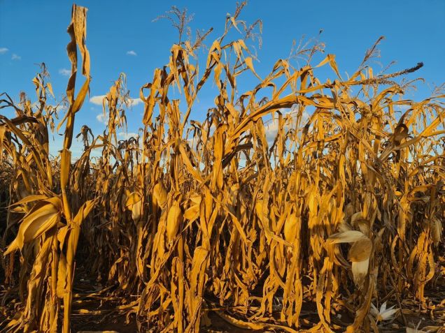 Lavoura de milho de inverno em Sapezal (MT) • Fernanda Pressinott