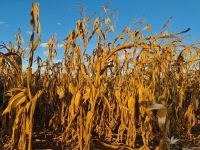 Safrinha de milho enfrenta incertezas após atraso no plantio