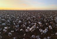 Algodão reage em NY após sequência de quedas