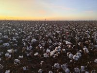 Algodão reage em NY após sequência de quedas