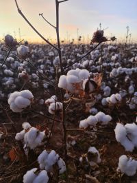 SLC Agrícola inaugura sua maior algodoeira, de olho no aumento da produção