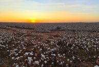 Exportações de algodão batem recorde histórico em 2025