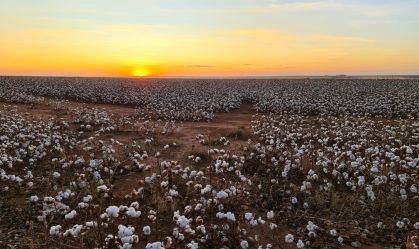 Lavoura de algodão
