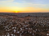 Exportações de algodão batem recorde histórico em 2025