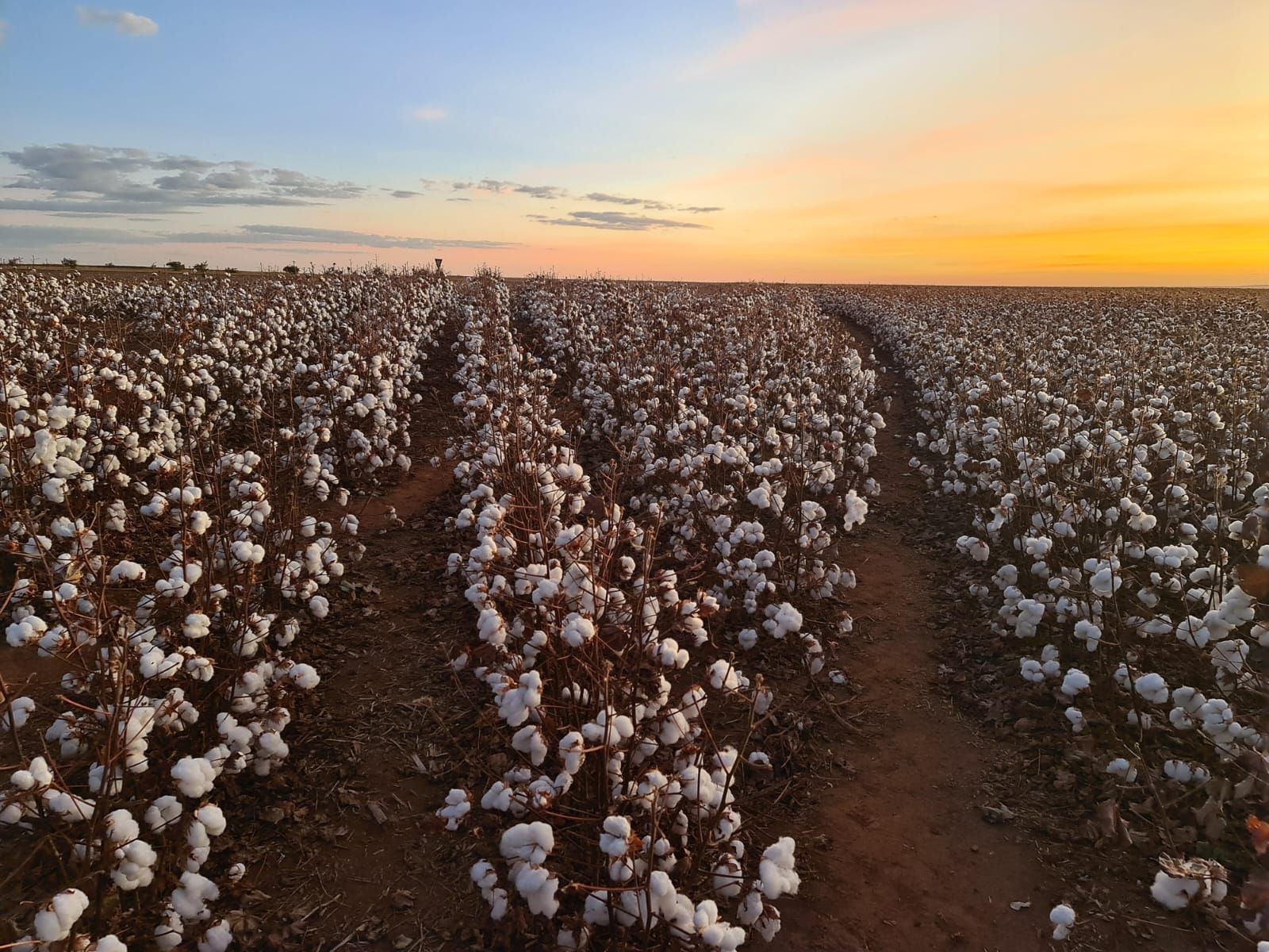 Cultivo de algodão