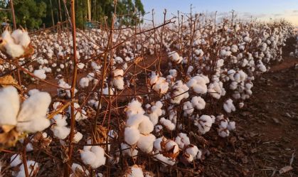 Cultivo de algodão