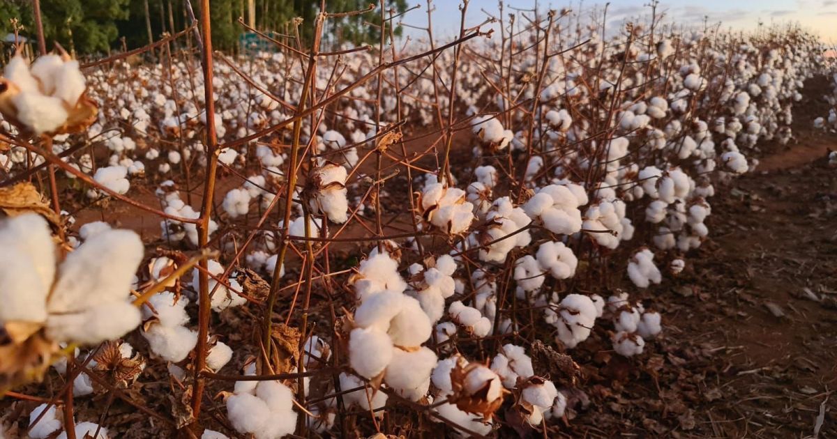 Guerra no Oriente Médio e pressão inflacionária diminui demanda por algodão