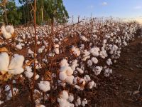 Guerra no Oriente Médio e pressão inflacionária diminui demanda por algodão