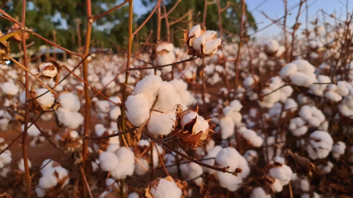 Colheita De Algodao Esta Atrasada Em Mato Grosso