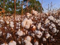 Algodão brasileiro registra salto de qualidade após safra 2024/25