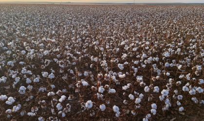 Lavoura de algodão