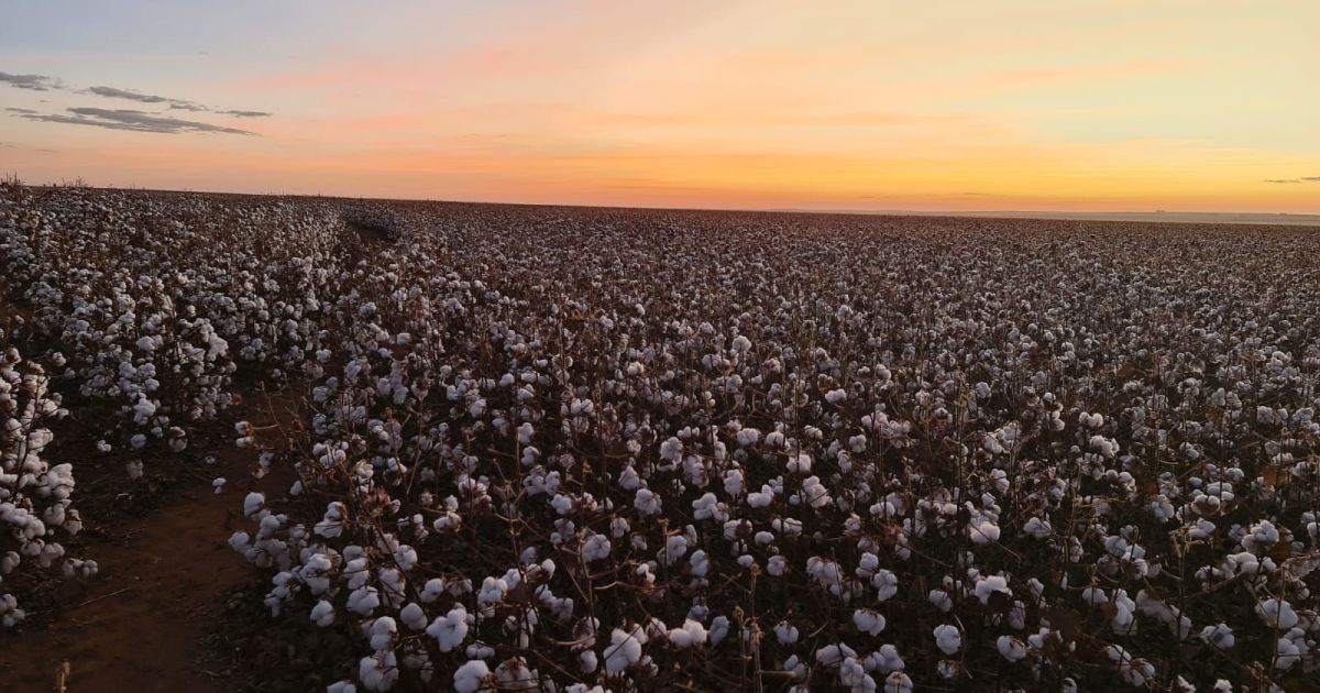 Agtech Stenon recauda 18 millones de euros en ronda serie b Agtech Stenon recauda 18 millones de euros en ronda serie b