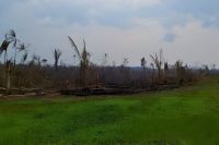 Desmatamento ilegal no Amazonas resulta em condenação e multa de R$ 7,3 mil