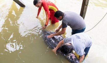 Peixe-boi com sinais de desnutrição é resgatado na Grande Belém