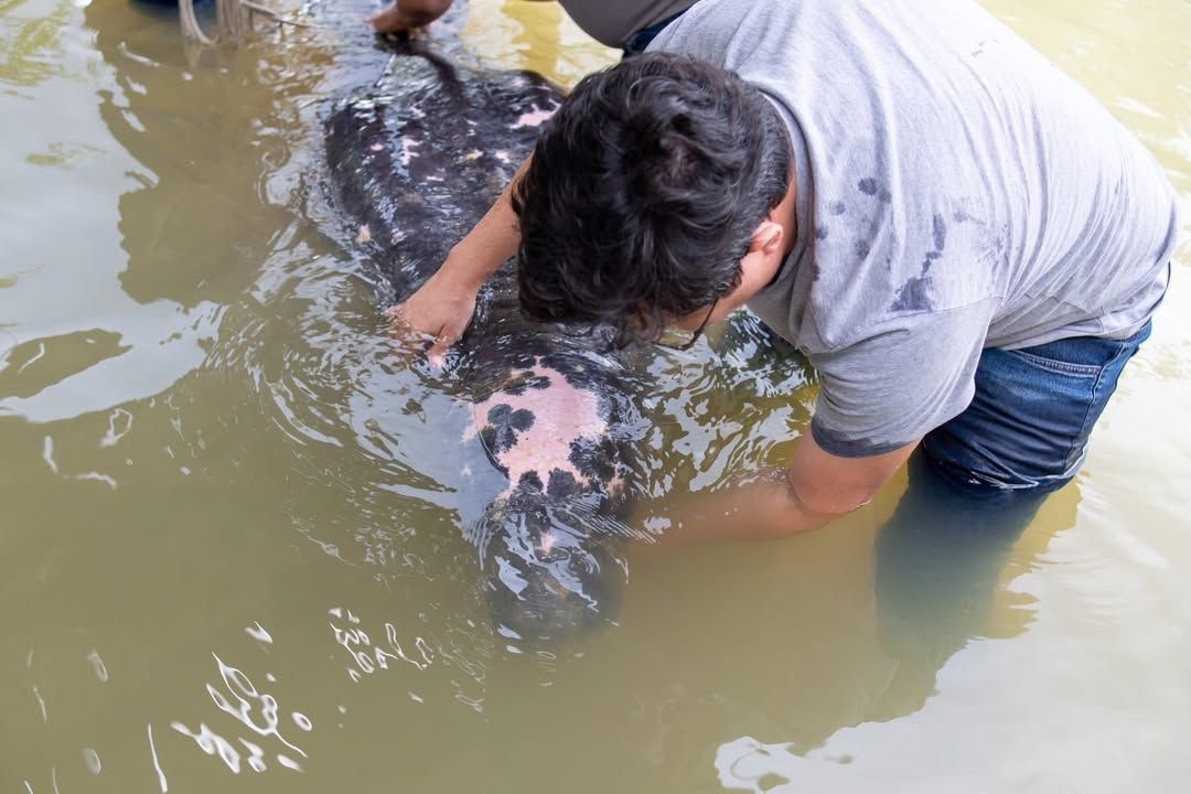 Animal foi translocado para a Universidade Federal Rural da Amazônia (Ufra), onde passará por avaliação veterinária • Prefeitura Barcarena