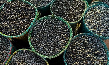 Açaí é oficializado como fruto nacional para proteger patrimônio amazônico