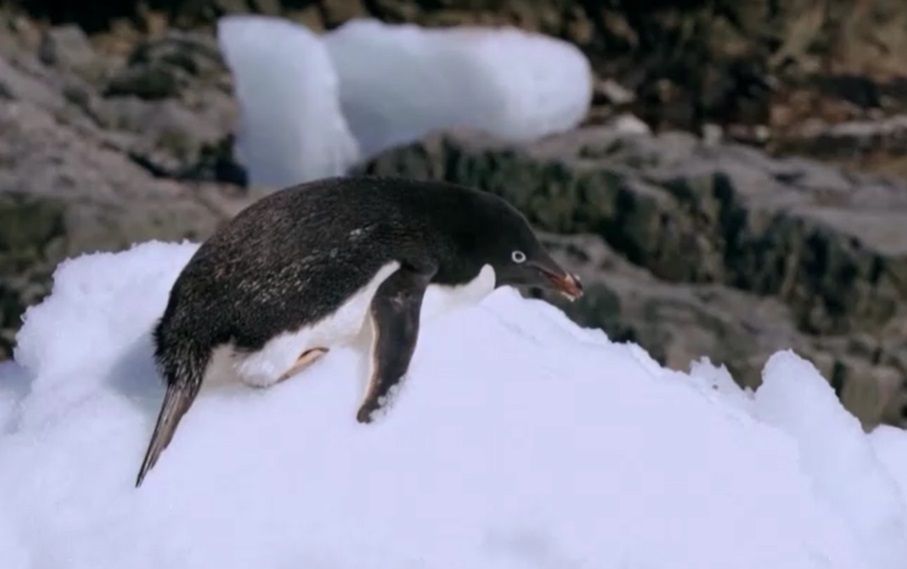 Três espécies de pinguins da Antártida estão iniciando sua temporada de reprodução notavelmente mais cedo do que há uma década • Reuters