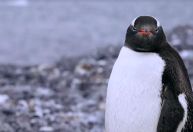 Aquecimento na Antártida bagunça ciclo reprodutivo de pinguins; entenda