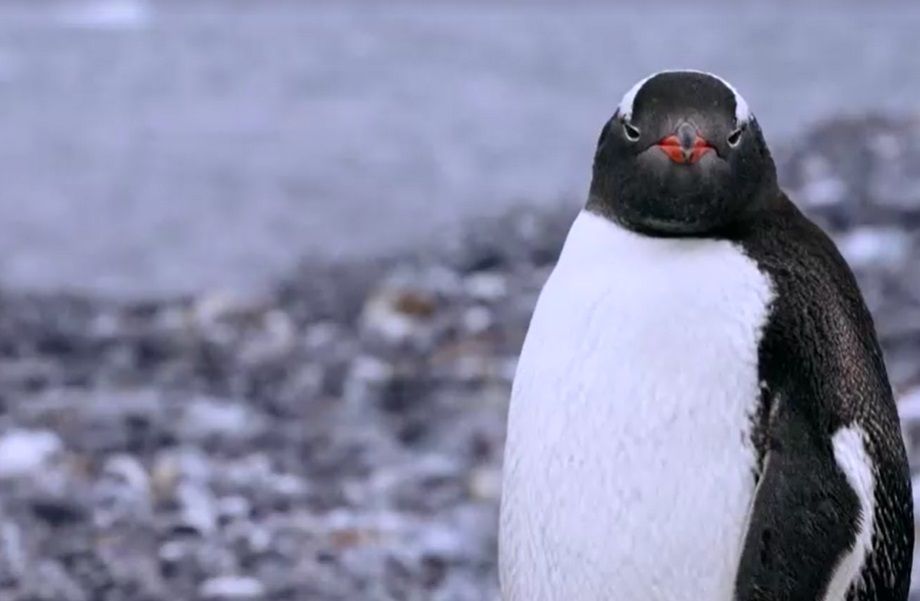 Aquecimento na Antártida bagunça ciclo reprodutivo de pinguins; entenda