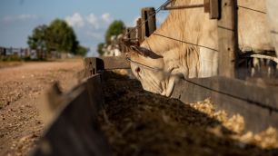 Brasil registra 9,25 milhões de bovinos confinados em 2025