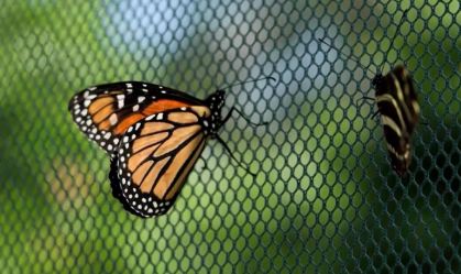 Tecnologia inovadora pretende revelar segredos das borboletas-monarca