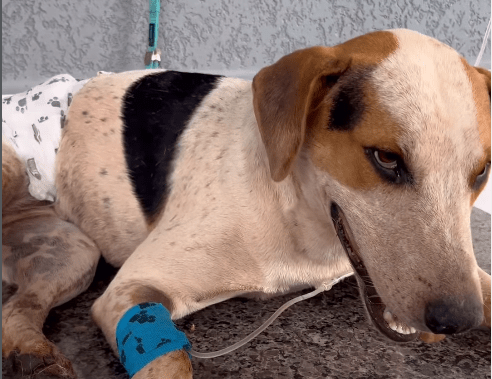 Cão comunitário Abacate morre baleado no PR, em mais um caso de violência | CNN Brasil