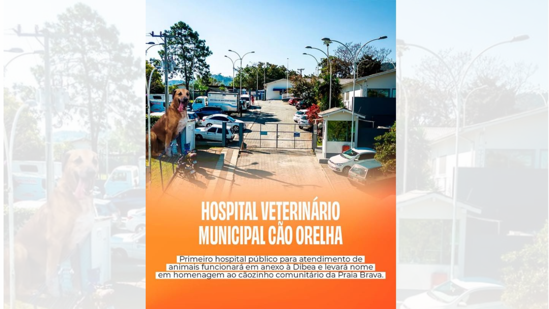 Hospital Municipal Cão Orelha