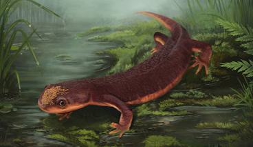 Nabia civiscientrix: nova espécie de anfíbio do Jurássico é descoberta