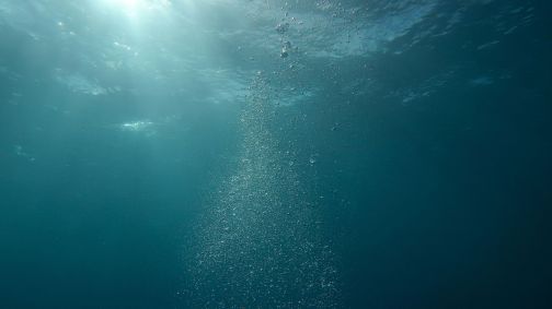 Quase invisível a olho nu, o zooplâncton ajuda a retirar carbono da atmosfera ao transportá-lo para as profundezas do oceano.