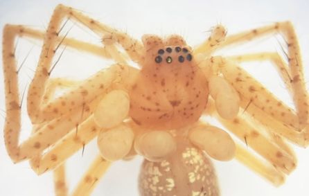 Ácaros (batizados de Araneothrombium brasiliensis) parasitam aranhas e formam um colar de larvas para sugar fluídos. Descoberta brasileira envolveu pesquisadores do Instituto Butantan