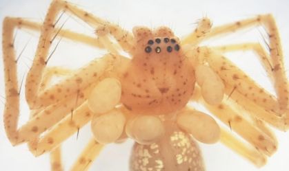 Ácaro parasita forma "colar de larvas" em aranha para sugar fluidos