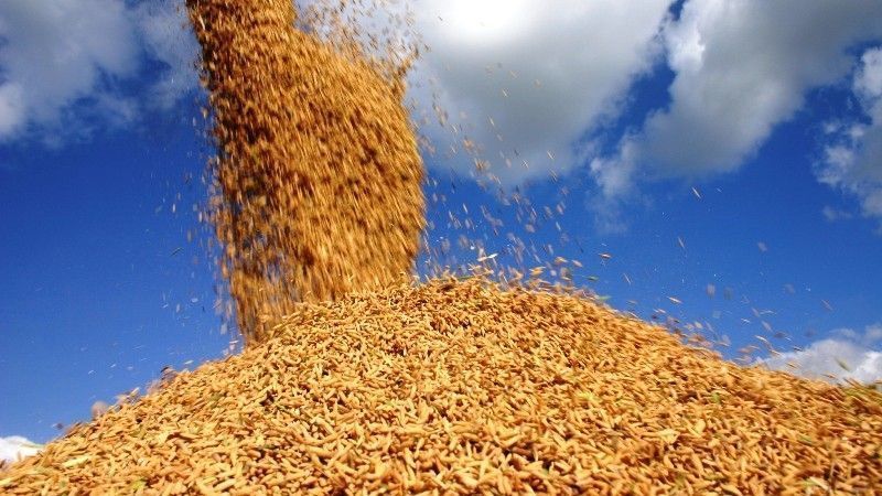 Arroz sobe 22% no RS e pode ficar mais caro para o consumidor